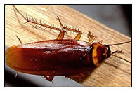 cockroach