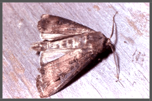 The Australian Bogong Moth.