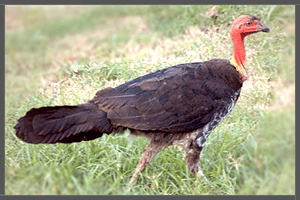 Scrub Turkey or Brush-turkey.