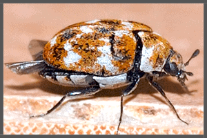 The Australian Carpet Beetle.