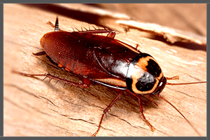 A Cockroach.