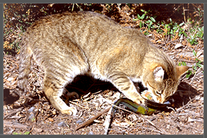 A Feral Cat.