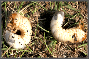 Lawn Grubs or Lawn Worms.