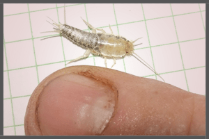 A Silverfish.