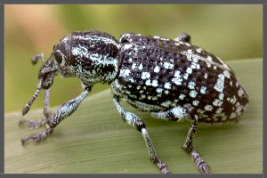 Australian Weevil.