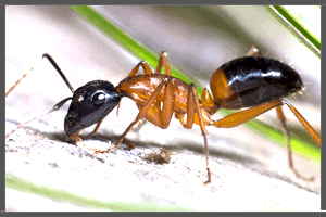 An Ant. Pesky Possum Pest Control