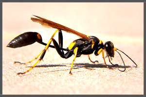 Mud-dauber Wasp.