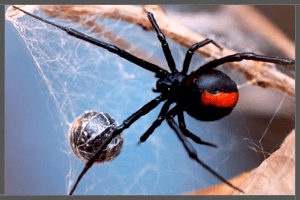 Australian Redback Spider.