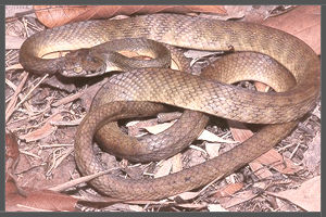 The Australian Brown Tree Snake.