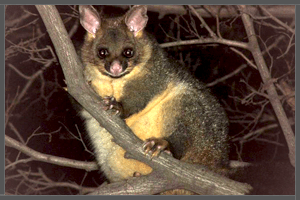 The Common Australian Brushtail Possum.