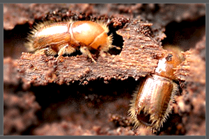 Two Timber Wood Borers.