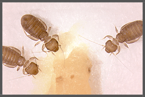 Paper Lice or Booklice (Psocoptera).