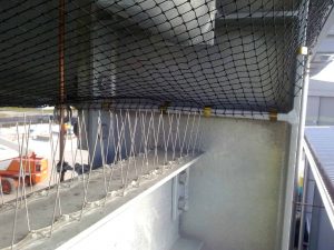 Bird netting and spiking used in combination to render problem on a large industrial building.