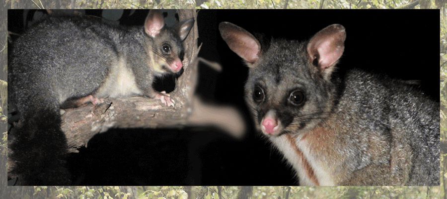 Mountain brushtail possum