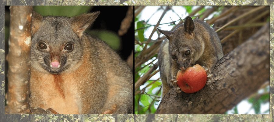 Northern brushtail possum