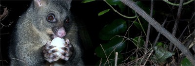 The Life of the Australian Brushtail Possum