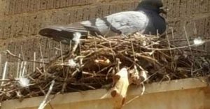 pigeon on a nest