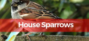 house sparrowPesky Possum Pest Control 