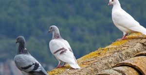 pigeons on top of roof Pesky Possum Pest Control 