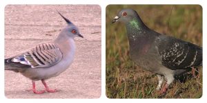 australian pigeons