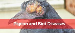 pigeon with disease Pesky Possum Pest Control 