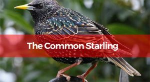 Common Starling