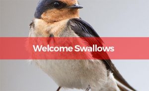 Welcome Swallow