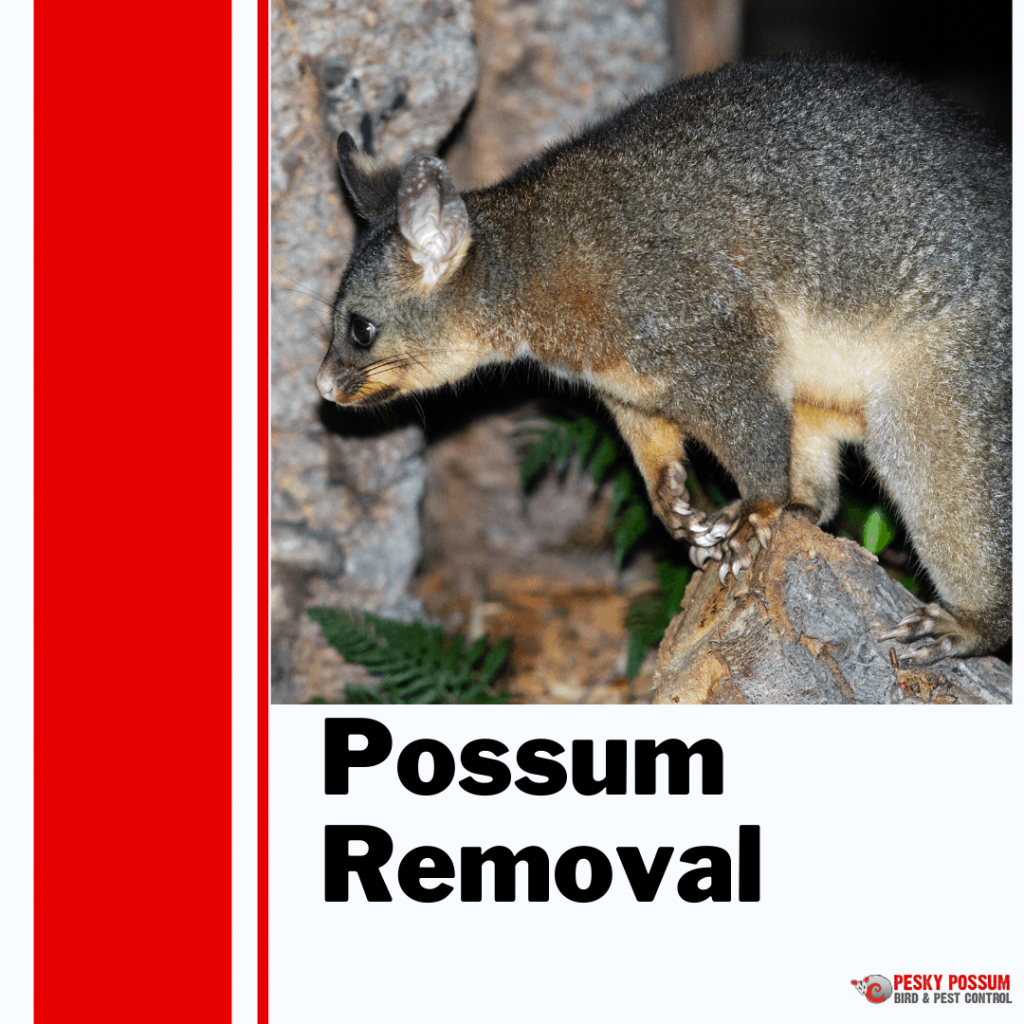 Pesky Possum Bird & Pest Control | Possum Removal in Brisbane