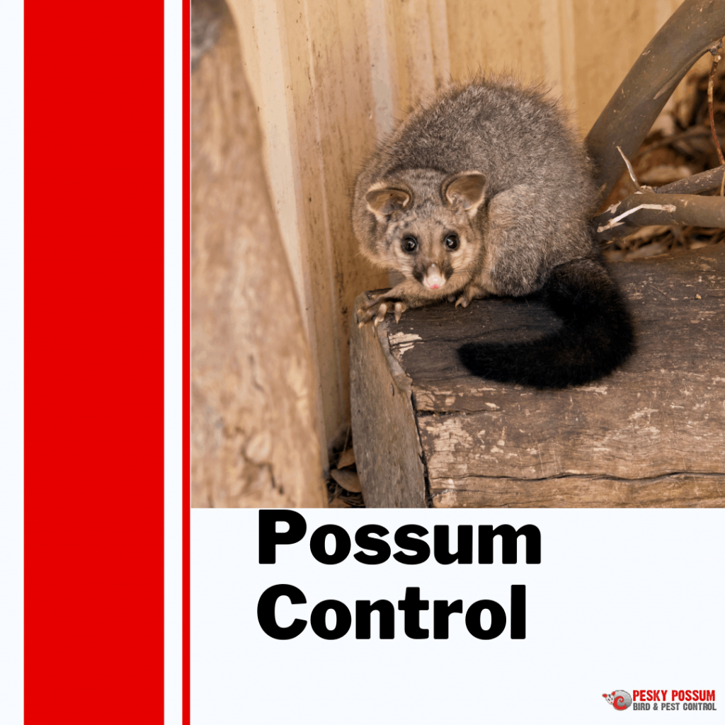 Pesky Possum Bird & Pest Control | How to STOP Possums Living In Your Roof