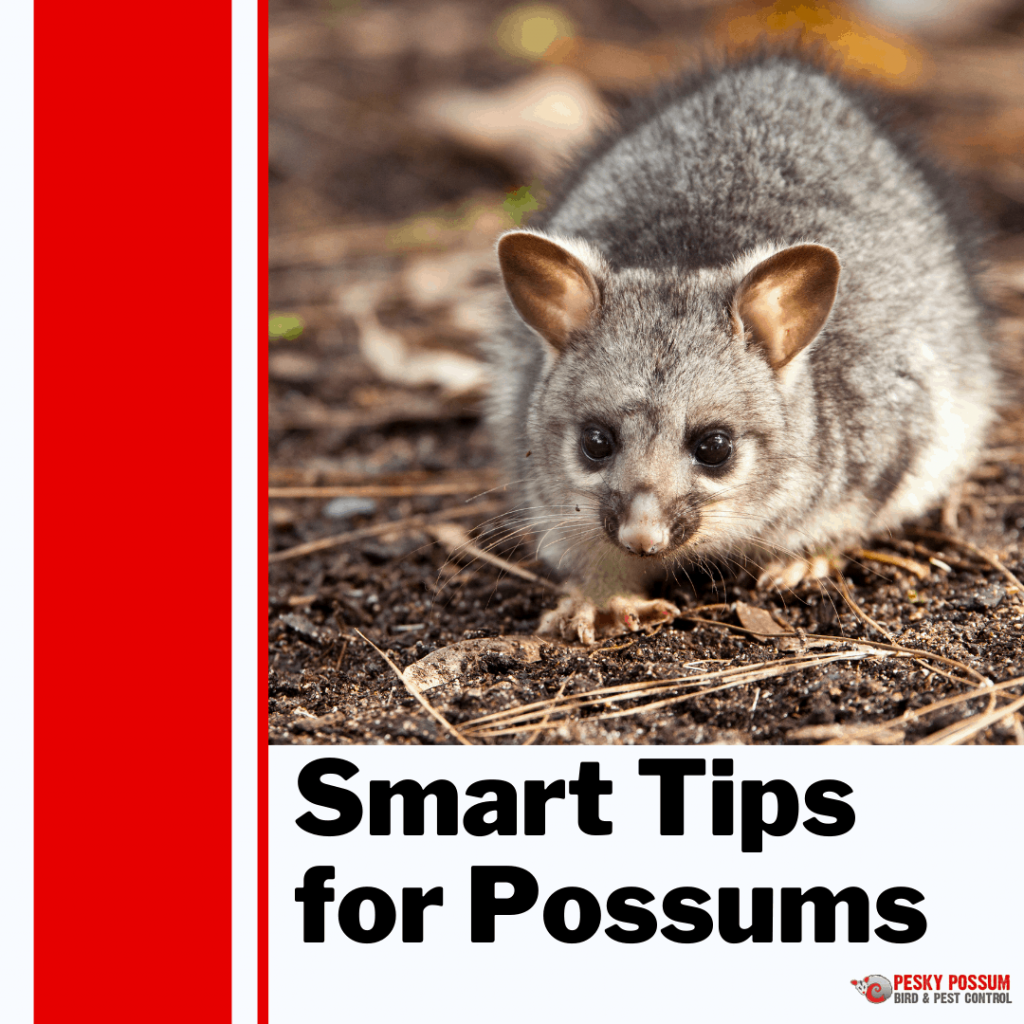 Pesky Possum Bird & Pest Control | Smart Tips for Possums