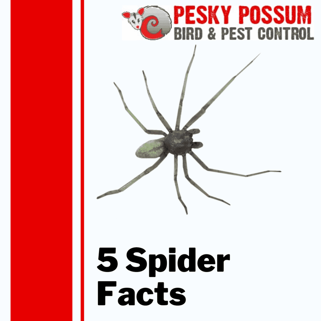 Looking for Spider Solitaire Facts? Here are FIVE! – PCH Blog