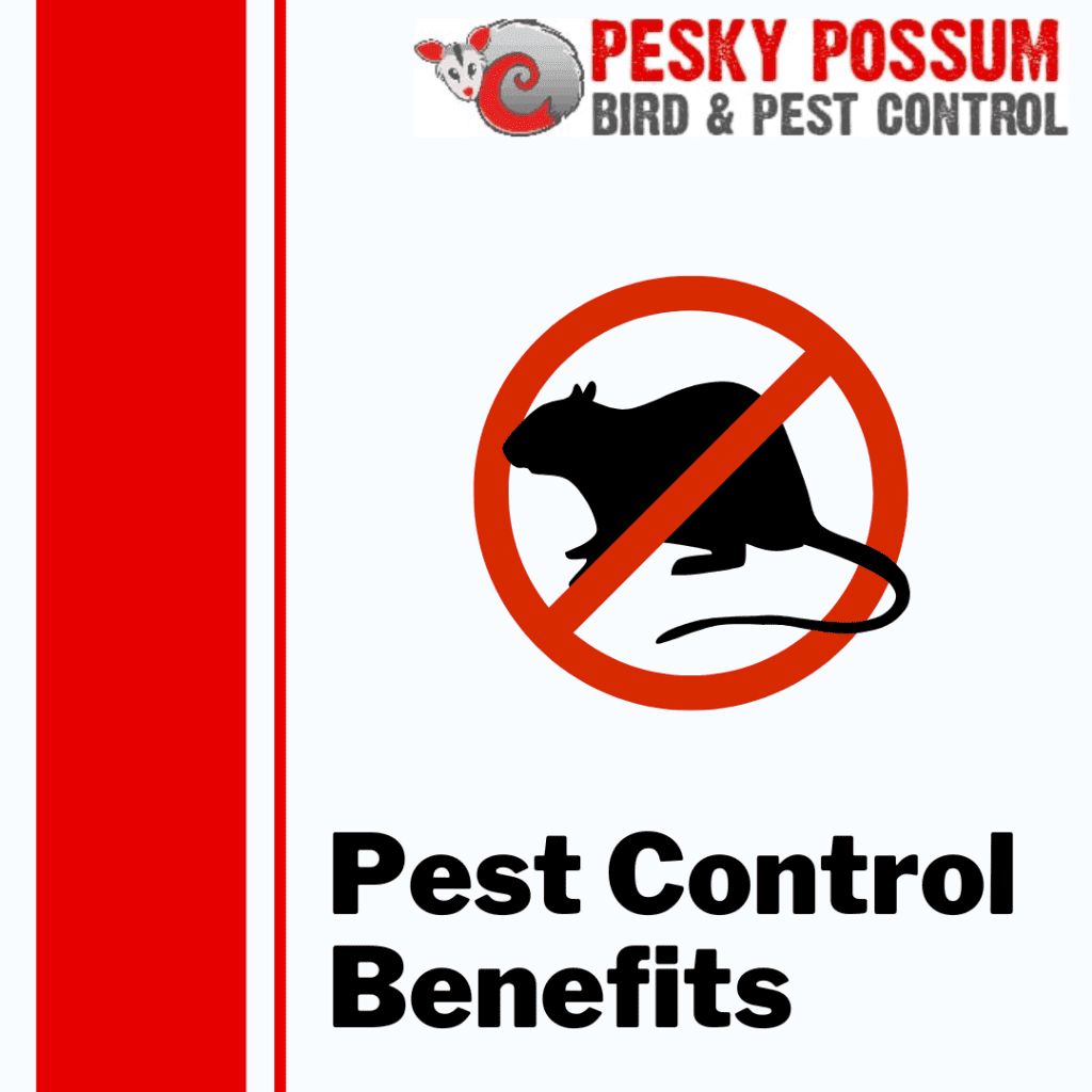 Brisbane Pest Control | 5 Benefits of Our Pest Control Services