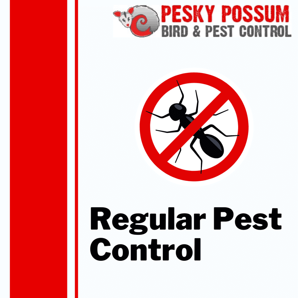 Pest Control Brisbane