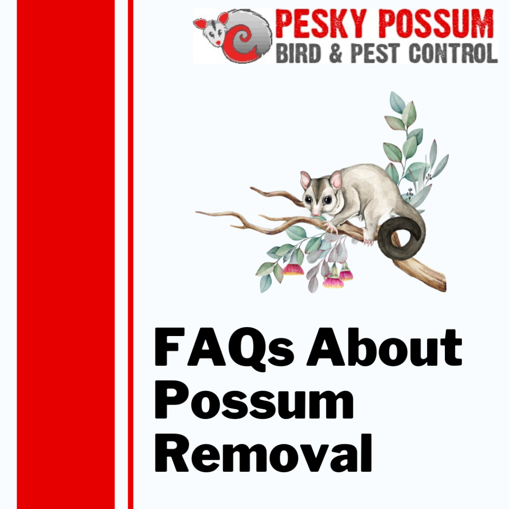 Brisbane Possum Removal | Pesky Possum Brisbane Pest Control