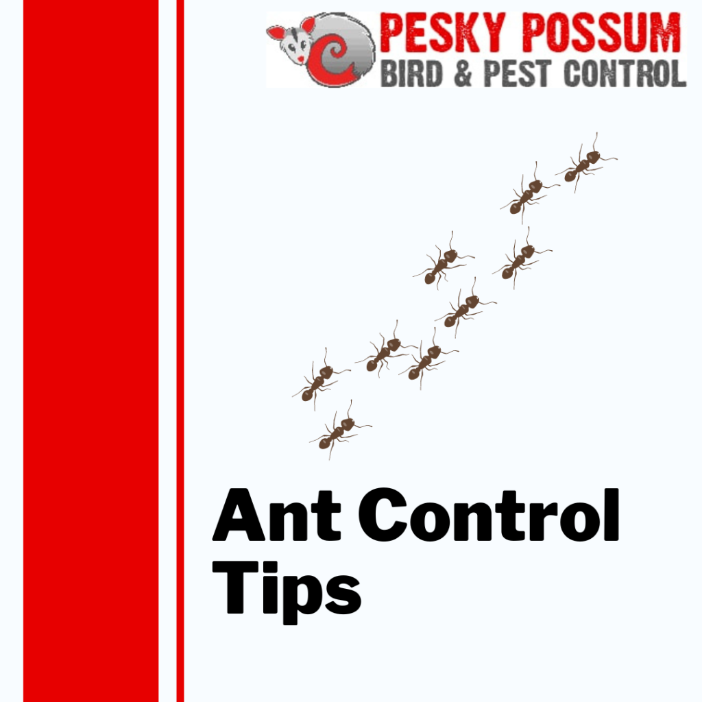 Ant Pest Control Brisbane | Pesky Possum Brisbane Pest Control