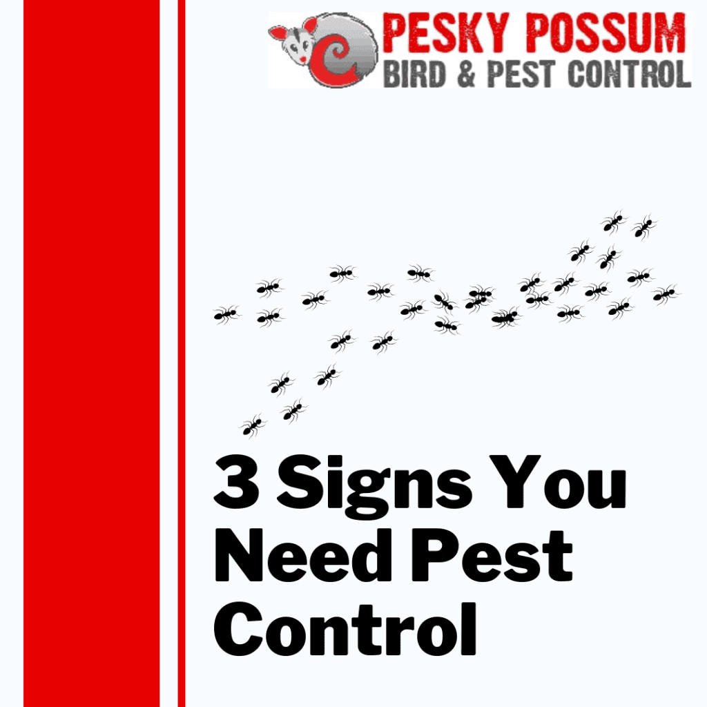 Pest Control Near Me | Pesky Possum Brisbane Pest Control