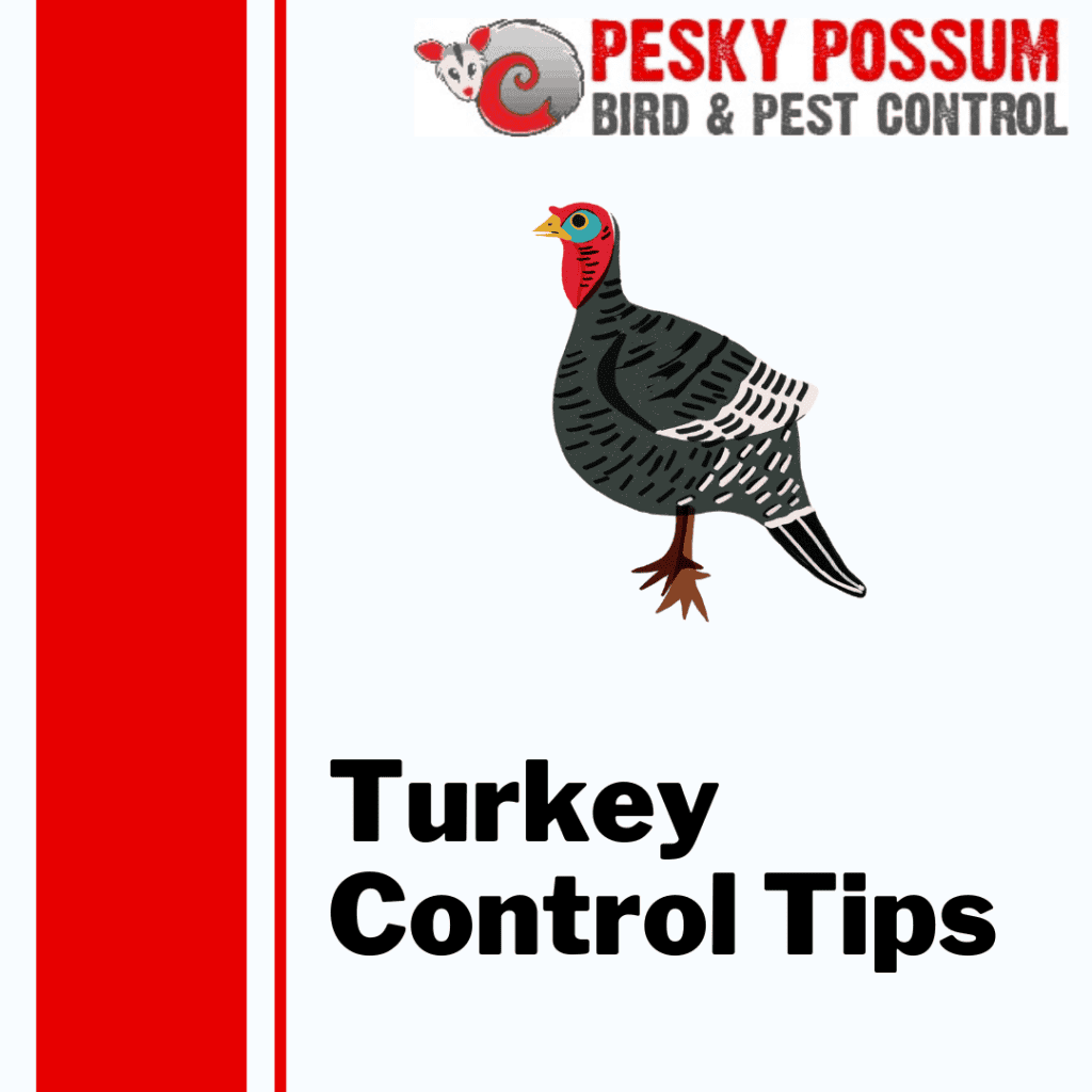 Brisbane Turkey Control | Pesky Possum Brisbane Pest Control