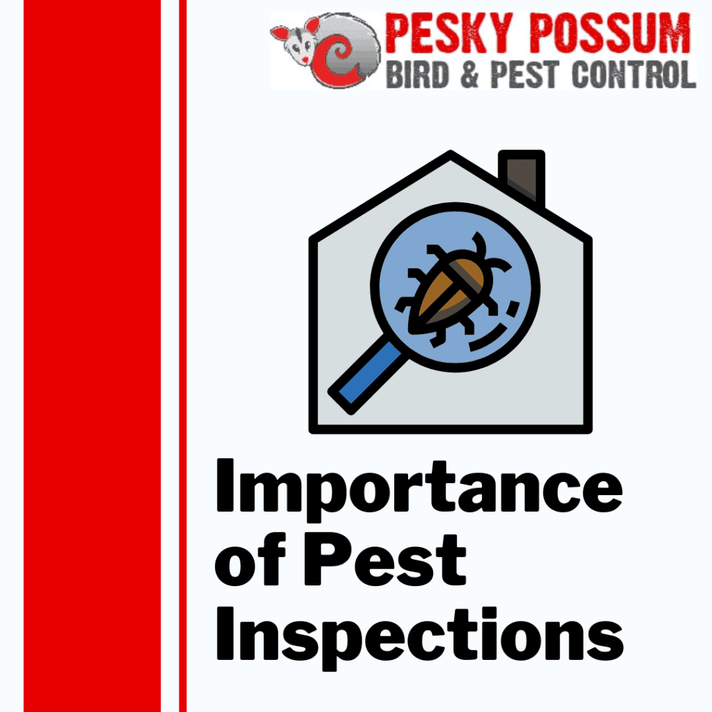 Brisbane Pest Control | Pesky Possum Brisbane Pest Control