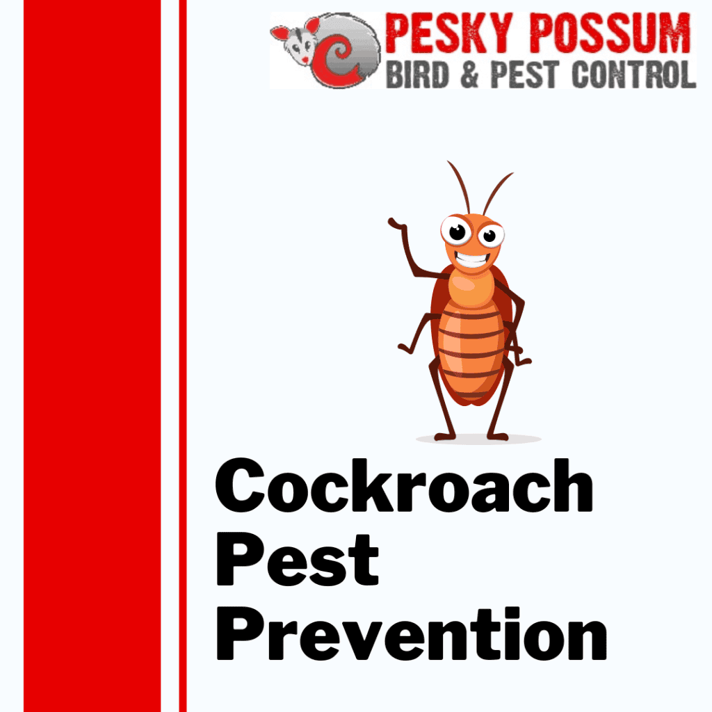 Cockroach Pest Control Brisbane | Pesky Possum Brisbane Pest Control