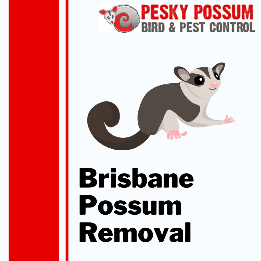 Brisbane Possum Removal | Pesky Possum Brisbane Pest Control