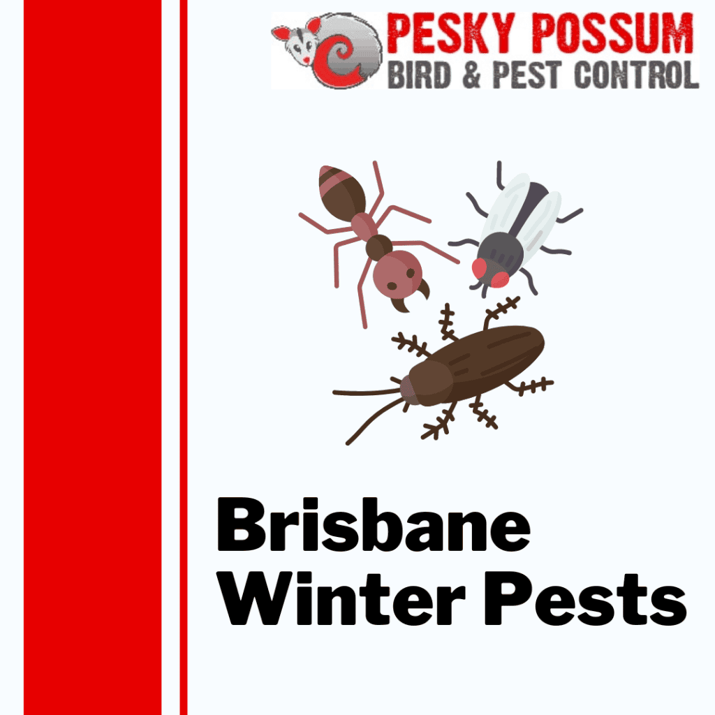 Brisbane Pest Control Team | Pesky Possum Brisbane Pest Control