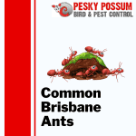 Brisbane Ant Pest Control | Pesky Possum Brisbane Pest Control