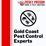 Gold Coast Pest Control Services